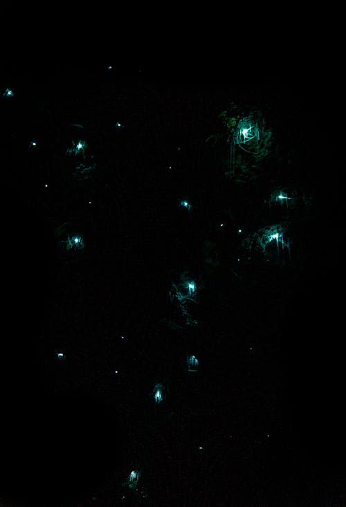 Bright lights on tree branches in dark
