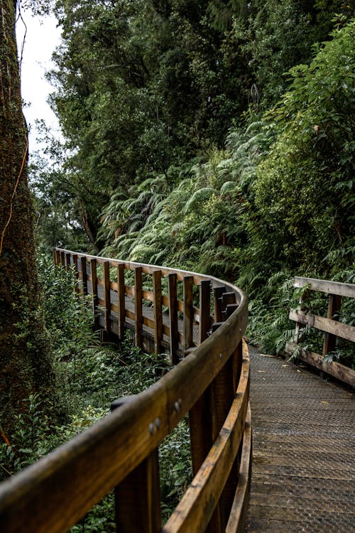 Wooden winding footbridge located through green trees and shrubs in forest at daytime