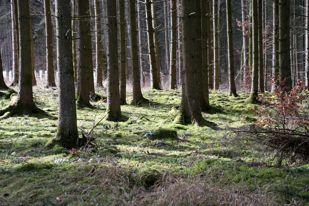 Russin Taetowierte Wald Onanieren
