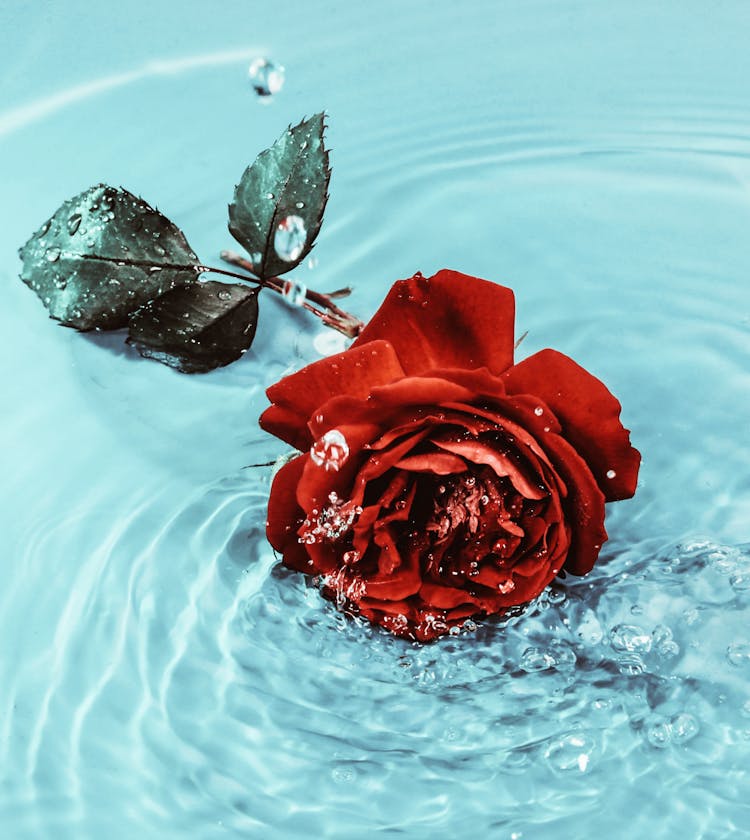 Red Rose In Light Blue Water