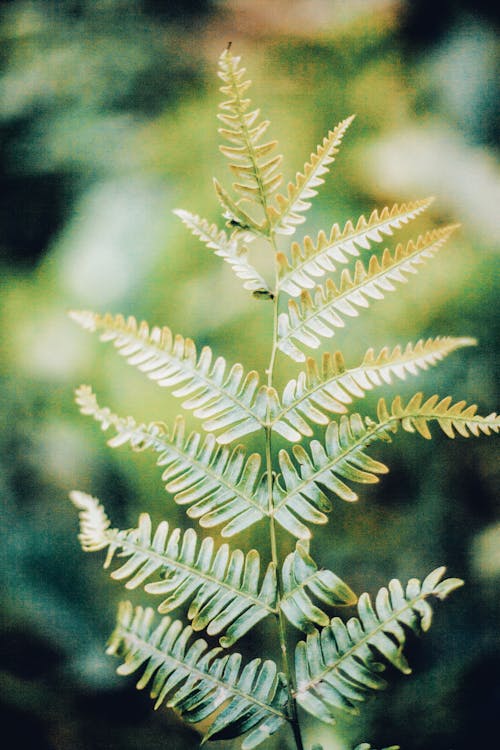 Light green fern with small leaves growing in forest in sunlight on blurred background