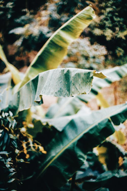 Green leaves of palm in jungle