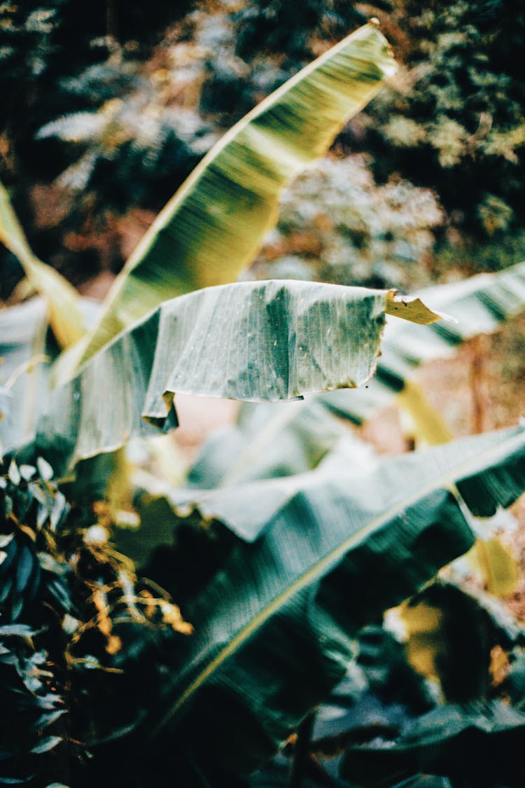 Green Leaves Of Palm In Jungle