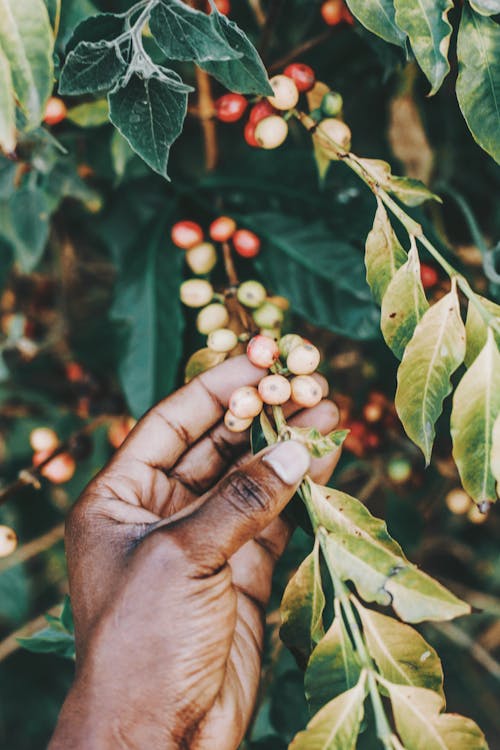 Free Crop of anonymous African American person checking coffee cherries while working in garden in sunlight Stock Photo