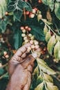 Crop of anonymous African American person checking coffee cherries while working in garden in sunlight