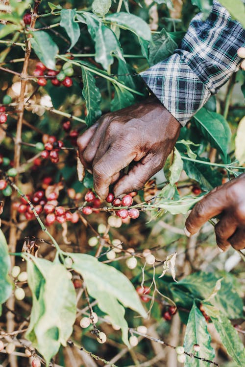 Faceless black person picking coffee cherries