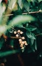 Tiny immature coffee cherries growing on thin branch with shiny dark green leaves