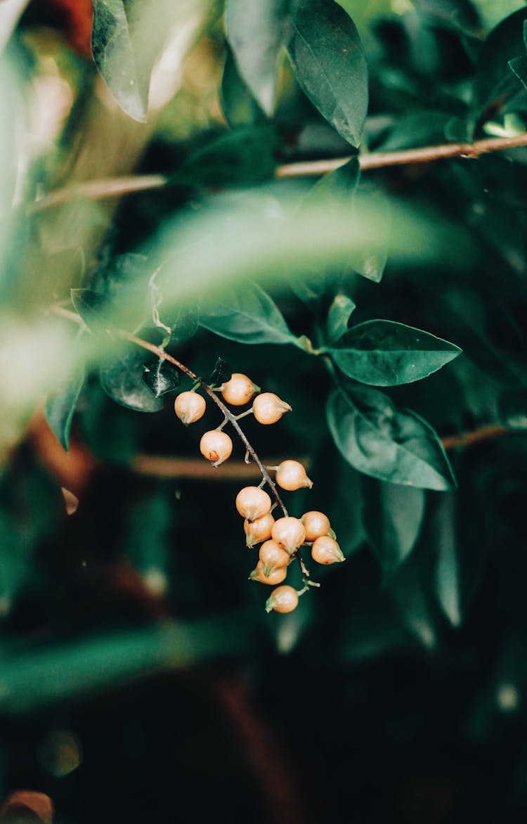 Immature Berries Of Tree On Branch