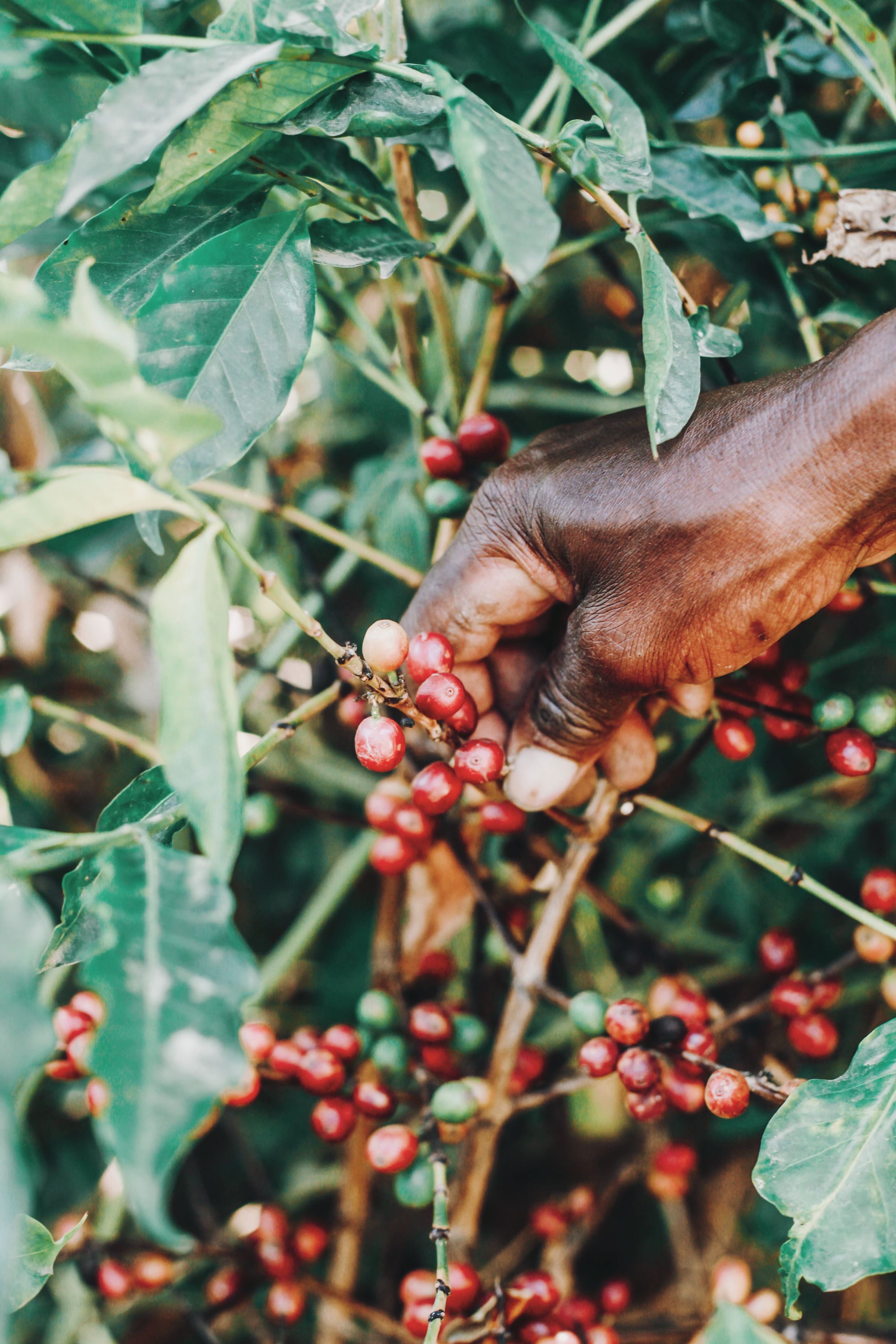 Ripe coffee cherries being selected by hand at origin