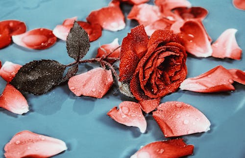 Dew on petals and leaves of rose