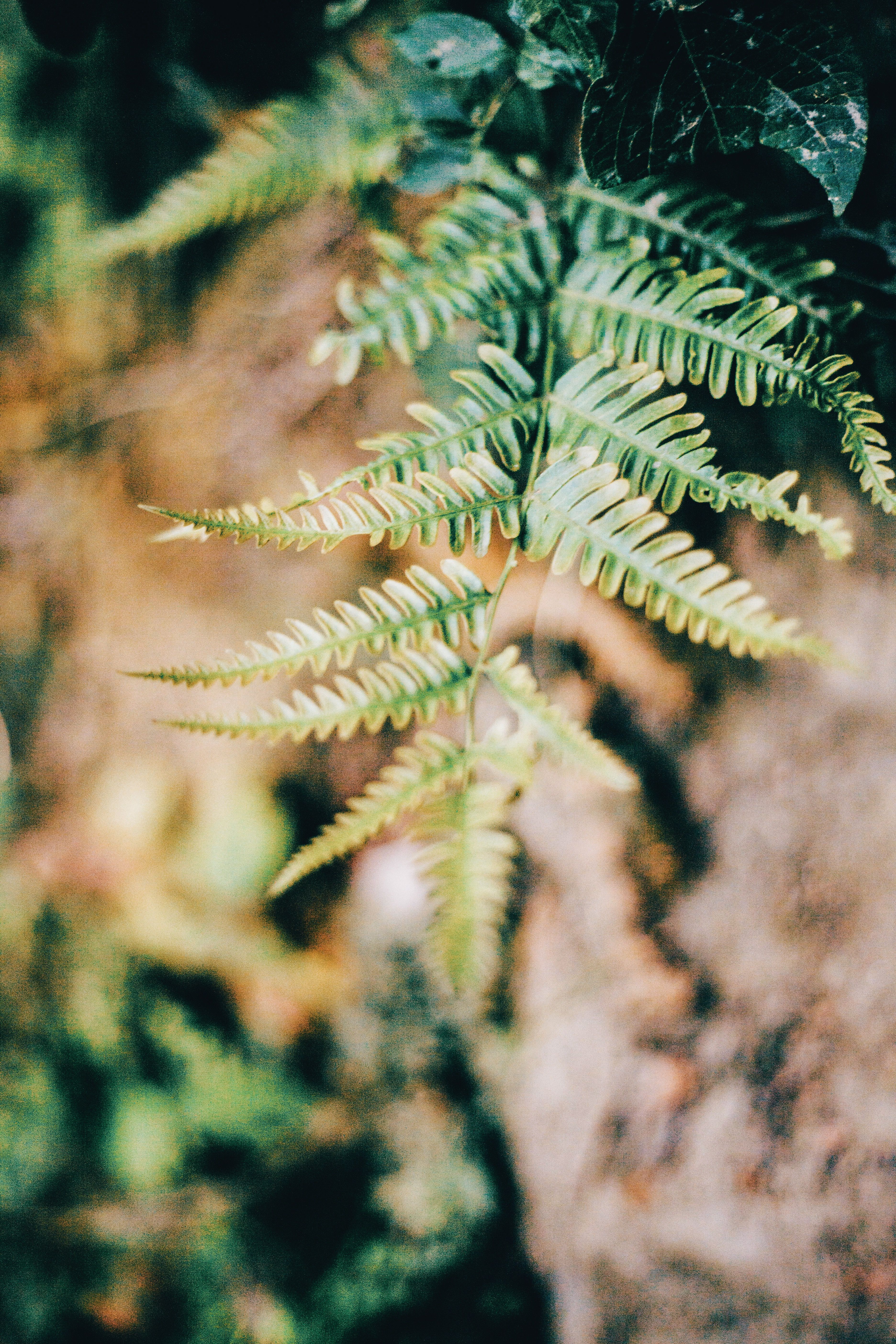 Green fern with yellowed edges · Free Stock Photo