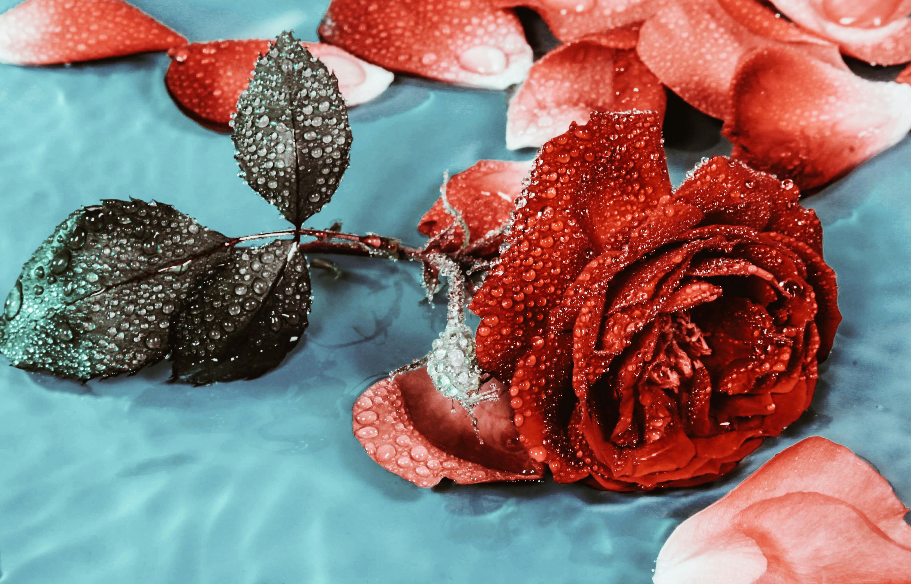 Why Do Dogs Have Wet Noses? Discover The Fascinating Truth! 7 From Temperature Regulation to Scent Detection: The Multifunctional Purpose of Wet Noses