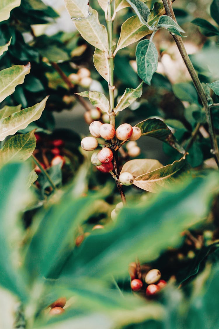 Immature Coffee Beans On Tree