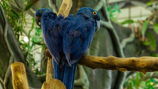 Pair of majestic Hyacinth Macaws perched on a branch in Dubai aviary.