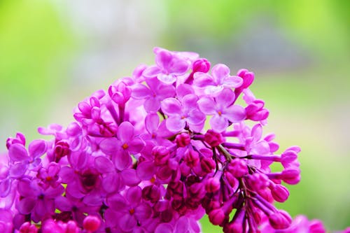 Foto De Foco Seletivo De Flores De Pétalas Rosa