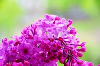 特写中，充满活力的粉红色丁香花在郁郁葱葱的绿色背景下盛开