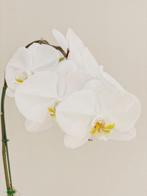 A close-up of white orchid flowers showcasing delicate petals against a simple background.