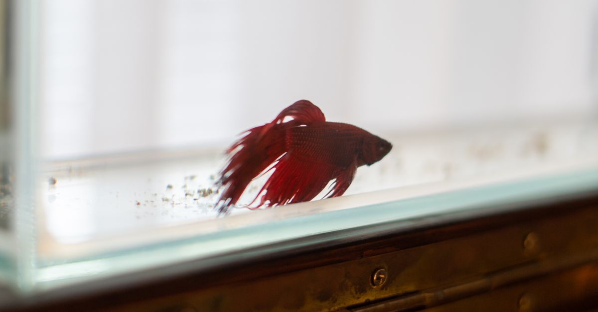 Siamese Fighting Fish in an Aquarium · Free Stock Photo