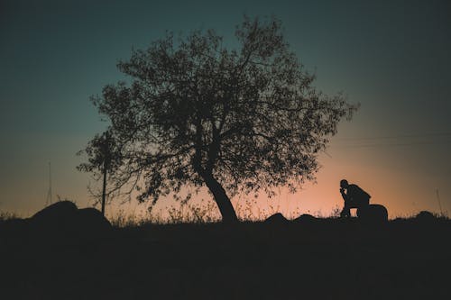 Immagine gratuita di albero, ambiente, anonimo