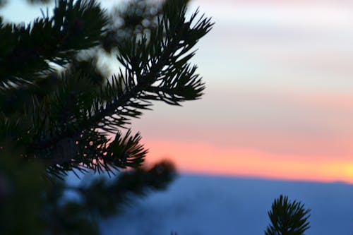 Darmowe zdjęcie z galerii z drzewa, natura, przeziębienie