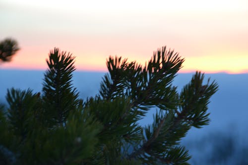 Darmowe zdjęcie z galerii z drzewa, natura, przeziębienie