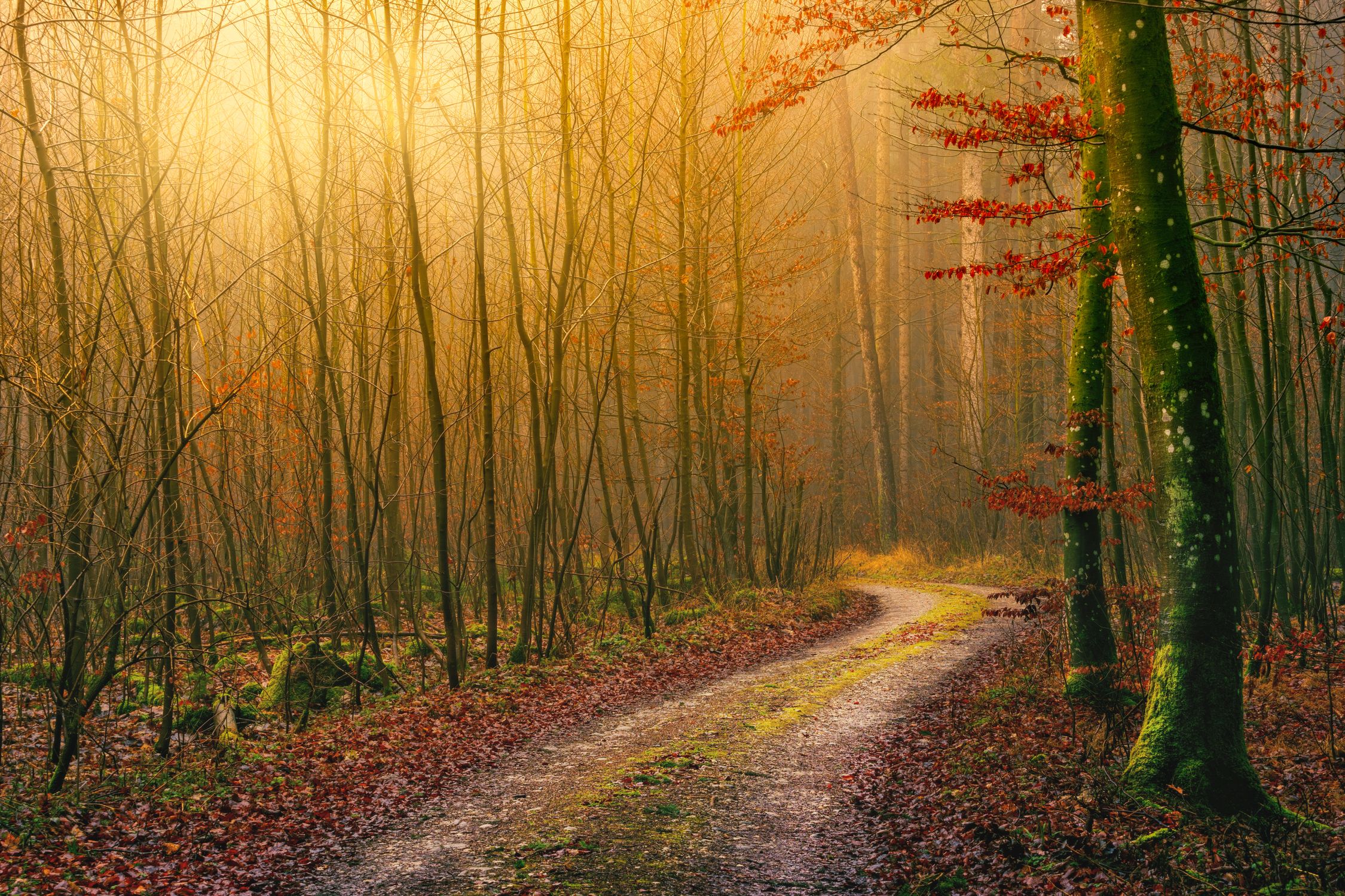 Scenery of peaceful golden autumn forest · Free Stock Photo