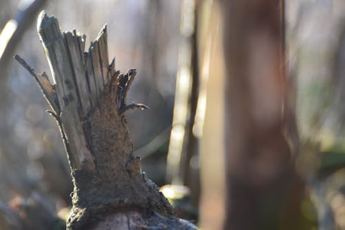 Darmowe zdjęcie z galerii z drewno, natura, pień drzewa