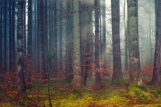Dramatic view of sunbeam through autumn forest covered with green moss and leafless trees