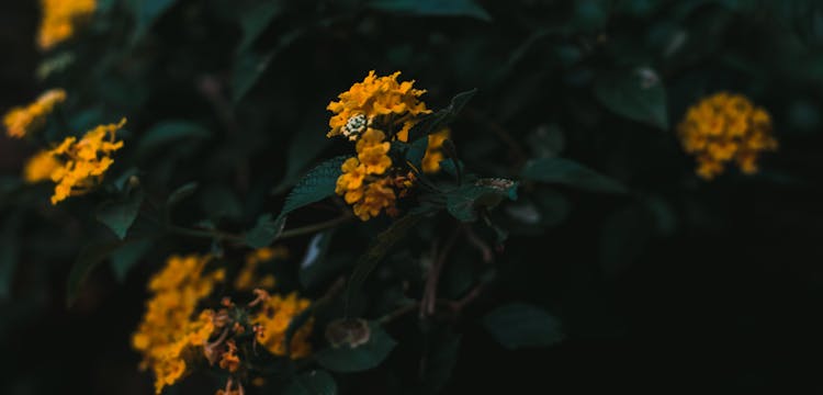 Yellow Lantana On Green Bush