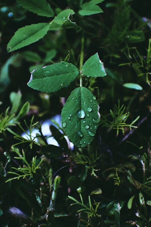 Dewdrops on dark green plant with cut edges surrounded by lush greenery in forest