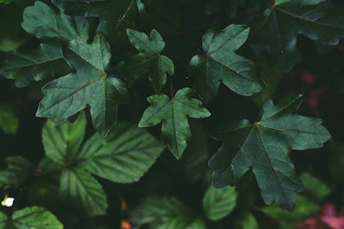 Shiny leaves of Acer campestre