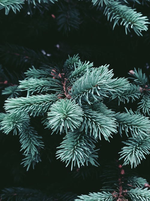 Branches of young light green spruce tree with small soft needles in daylight