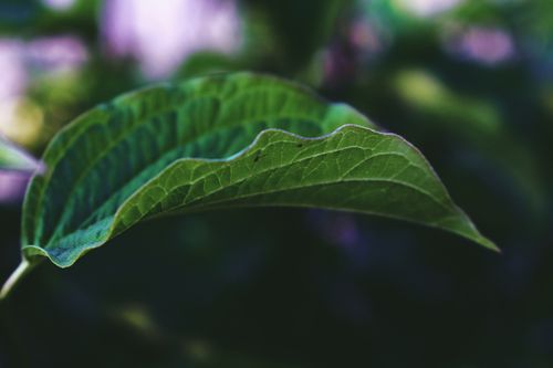 Free Closeup dark green leaf of tropical plant with bright highlighted veins on blurred background Stock Photo