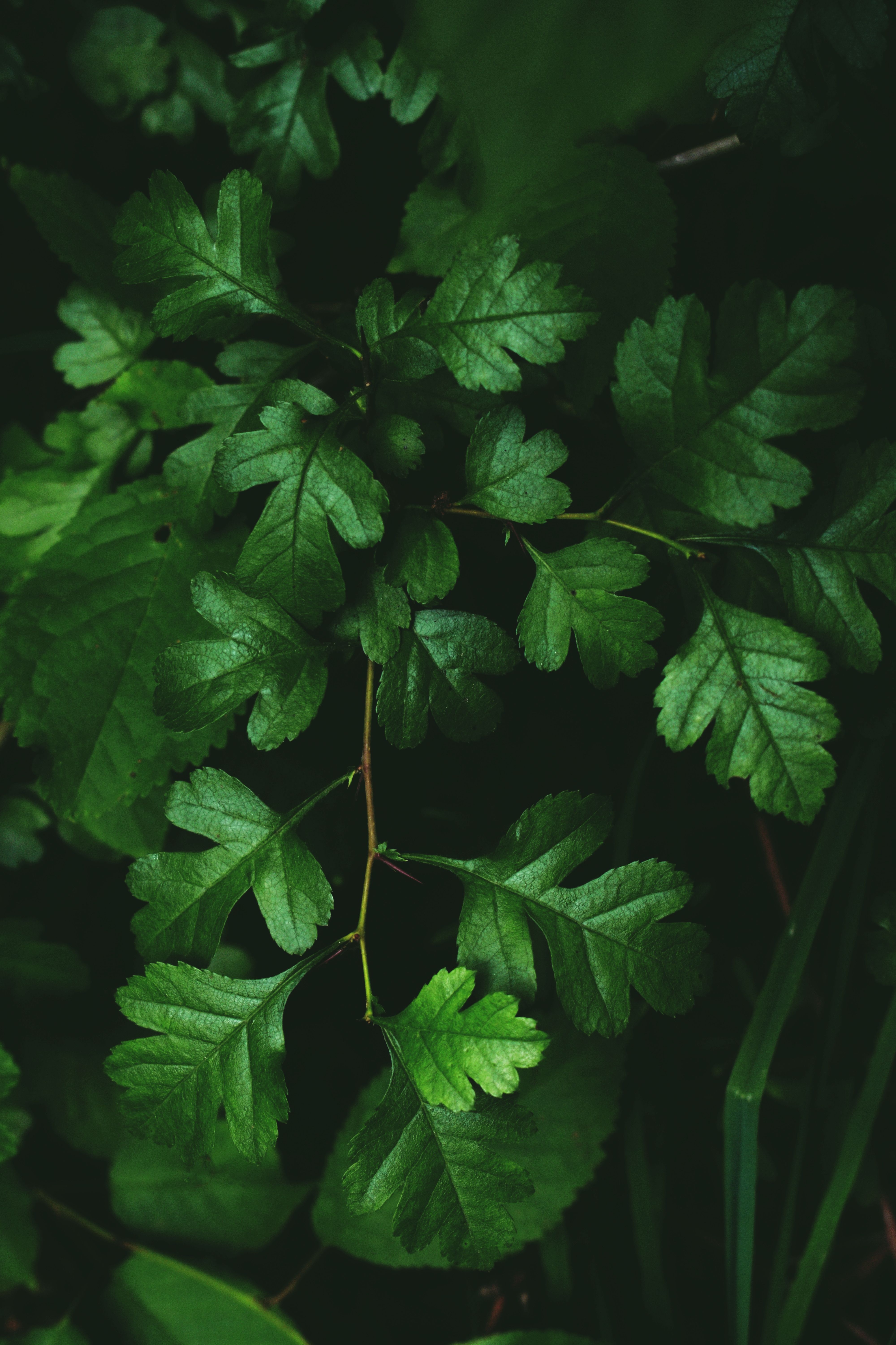 Young dark green shiny leaves on thin horizontal branch immersed in greenery in daylight in forest