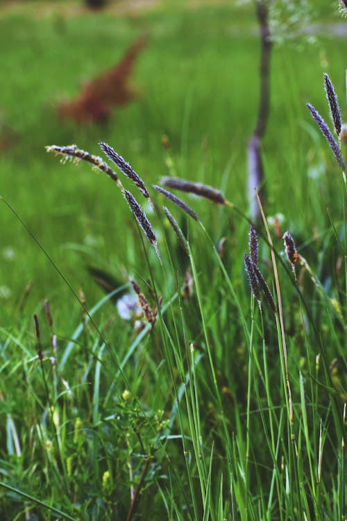 Immagine gratuita di agricoltura, alopecurus pratensis, ambiente