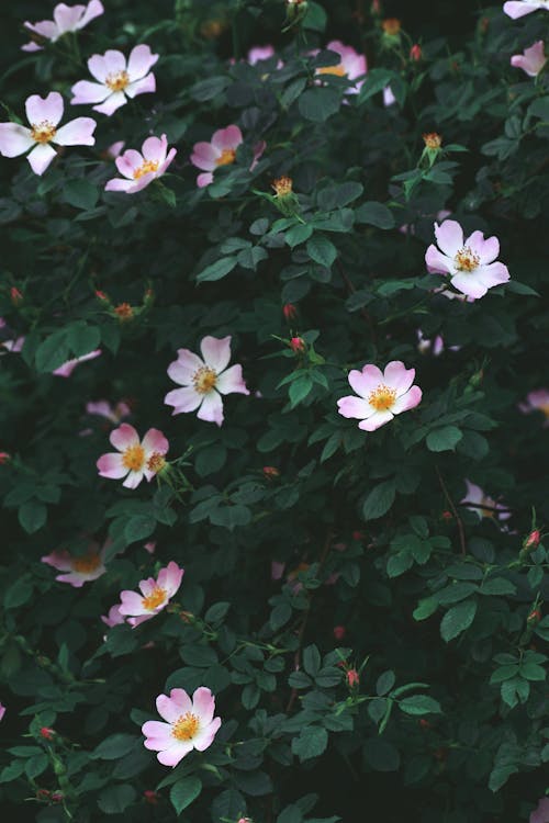 คลังภาพถ่ายฟรี ของ กลิ่น, กลิ่นหอม, กลีบดอกไม้