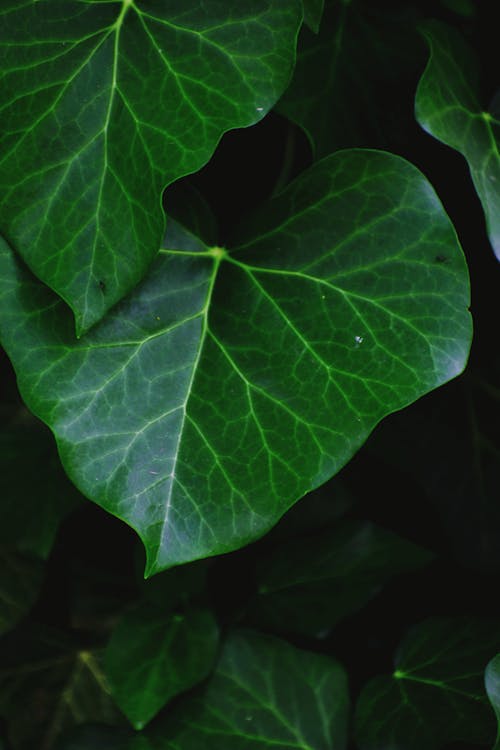 Glossy heart shaped leaf of exotic plant