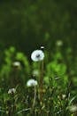 Dry dandelion flower in field