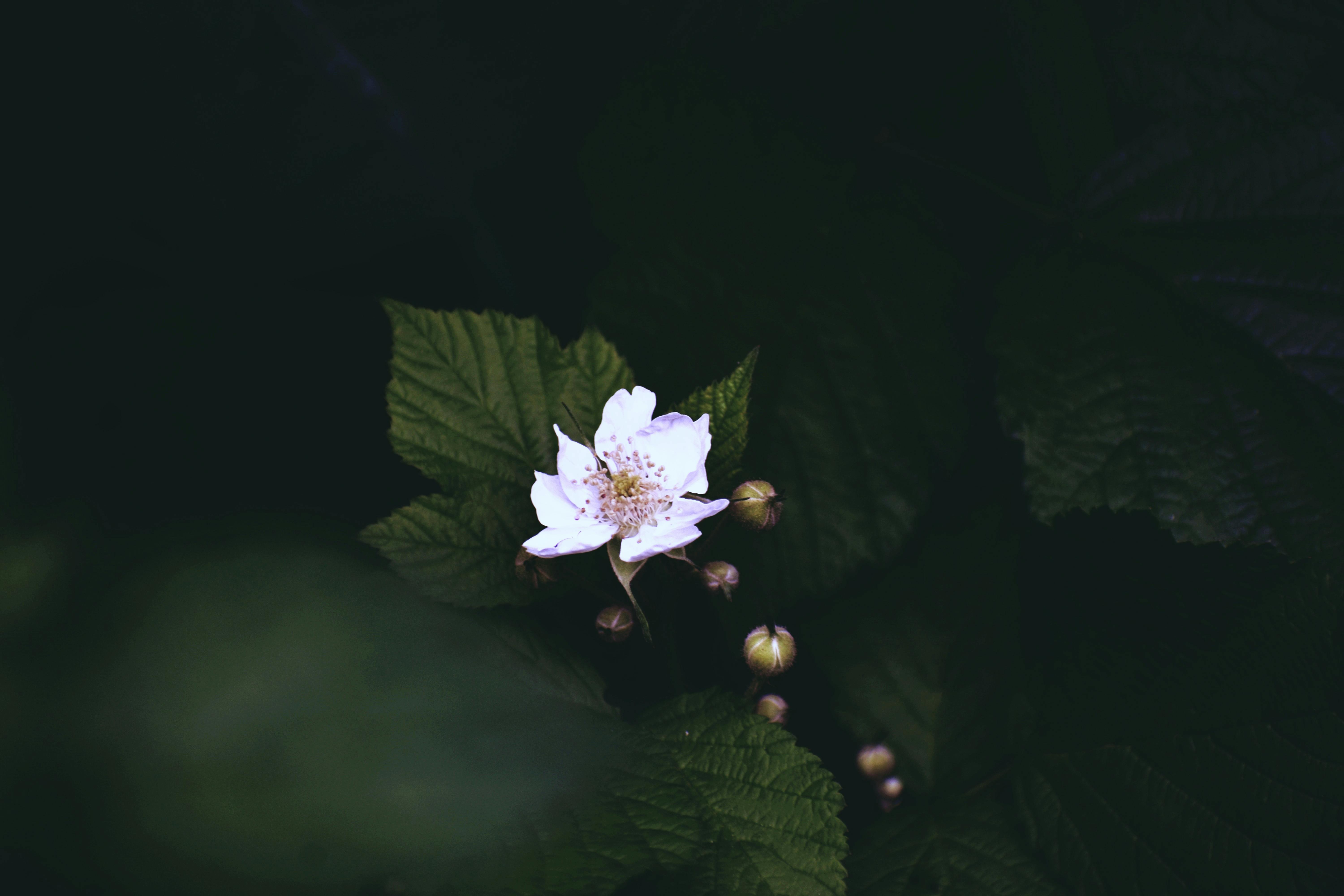 small flower of blackberry on bush