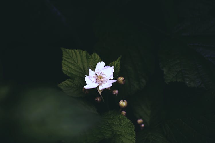 Small Flower Of Blackberry On Bush