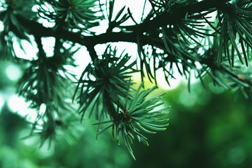Dark green needles on branches of spruce tree in bright woodland on blurred background