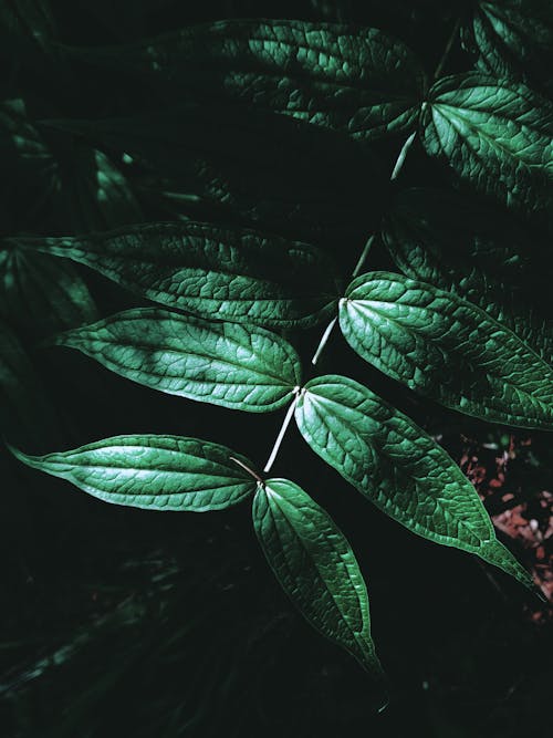 Dark green leaves on stem in sunlight