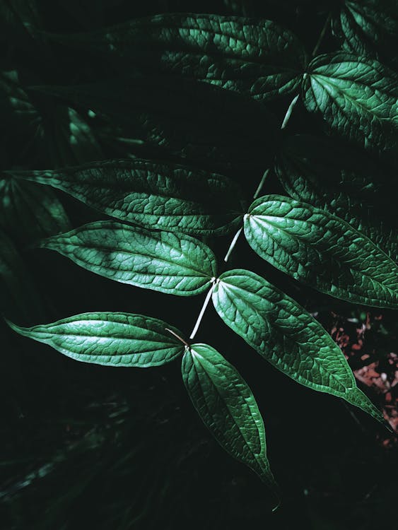 Dark green leaves on stem in sunlight