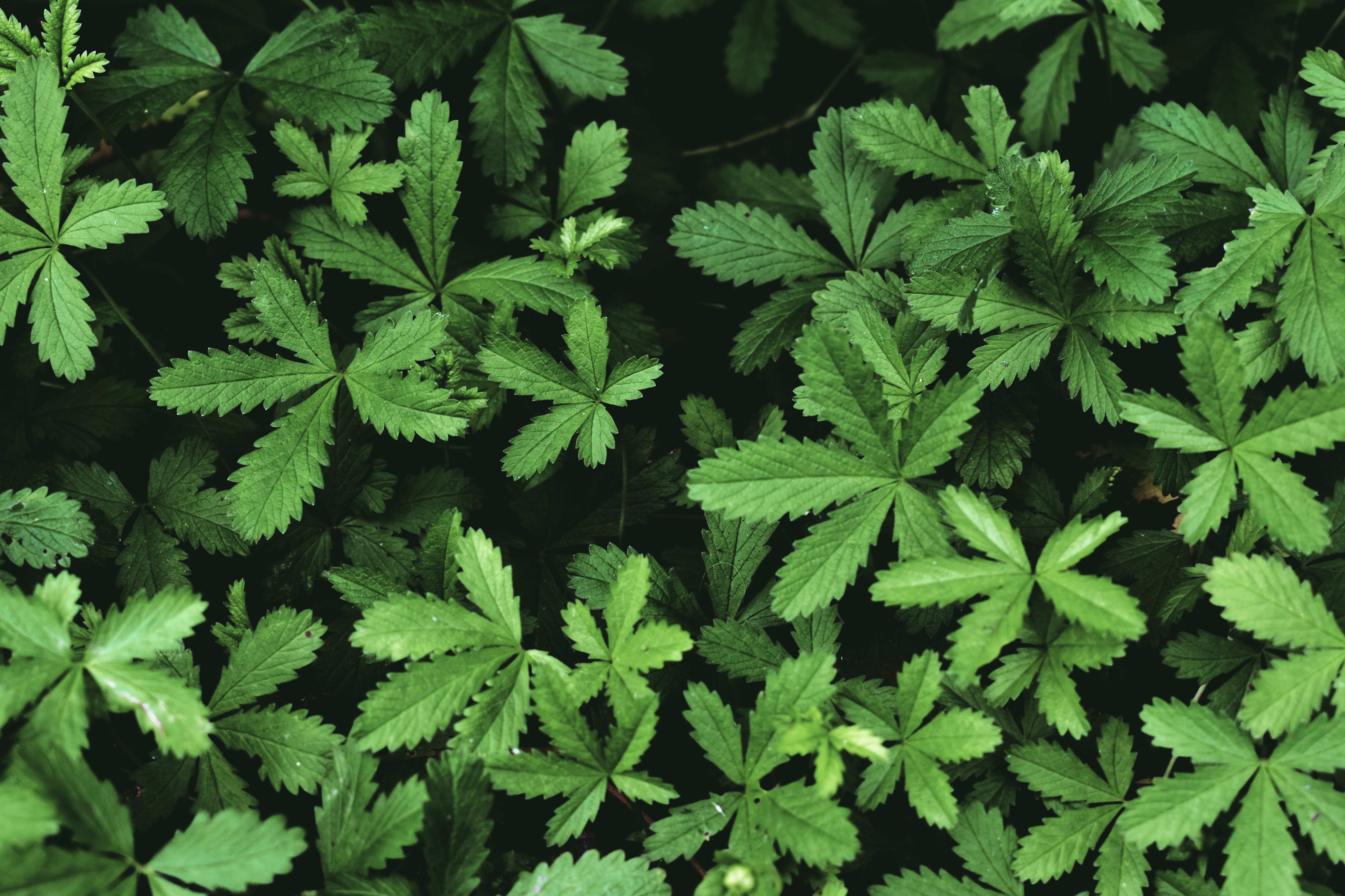 cannabis, hemp oil, cannabis benefits — Photo by Diana ✨ on Pexels