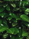 Glossy leaves of laurel in tropical country