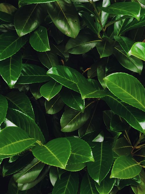 Free Dark green glossy leaves of laurel on thick stew with bright light yellow veins on plantation Stock Photo