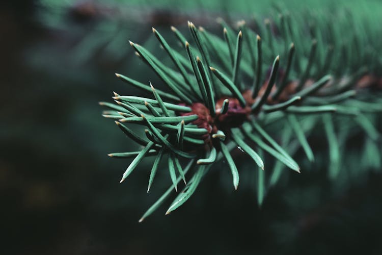 Branch Of Spruce With Green Needles