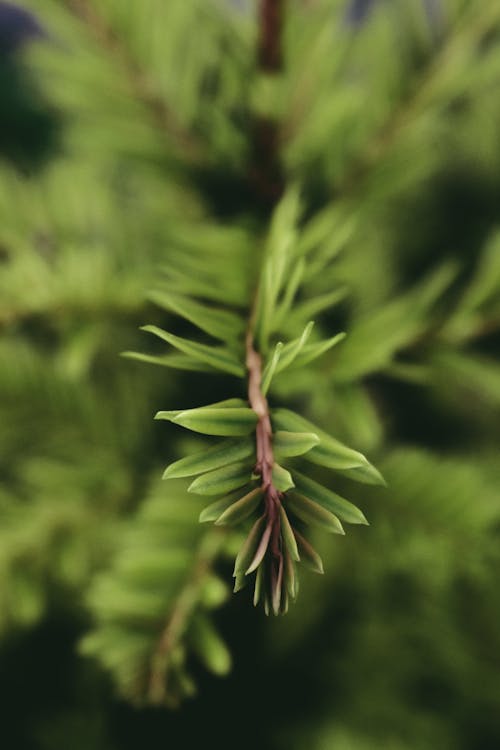 Closeup of green twig of fir with small short soft needles on blurred background