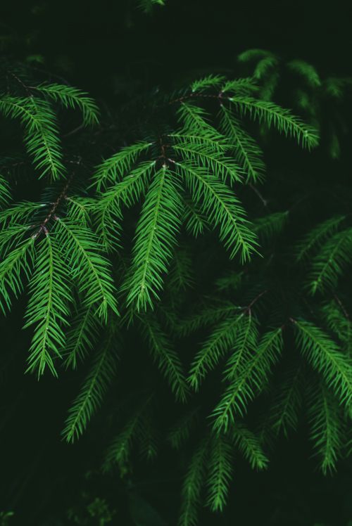 Free Colourful dark green long twigs of spruce with soft needles in daylight in bright forest Stock Photo