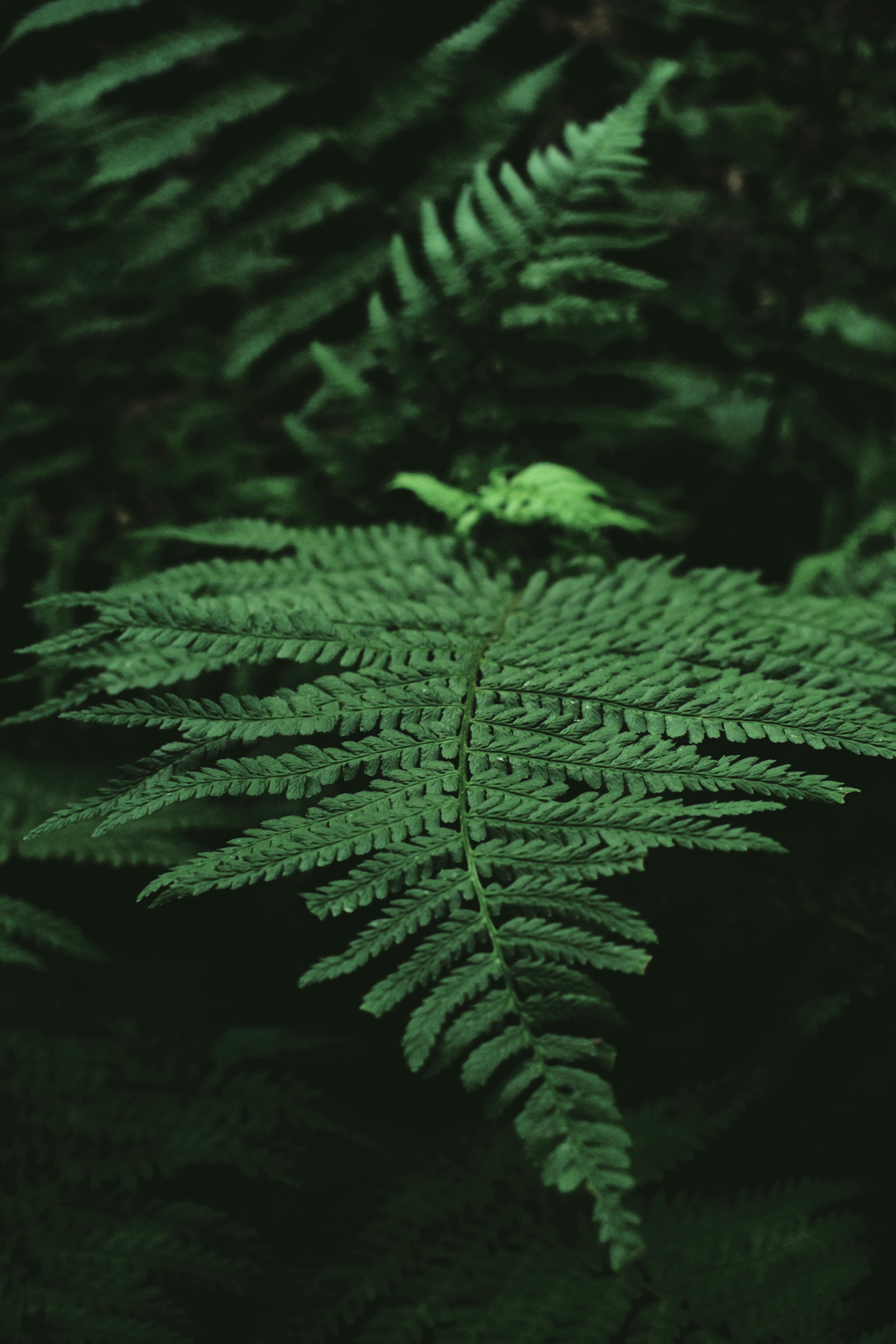 Dark green fern blade with tiny segments in dark woodland surrounded by plants